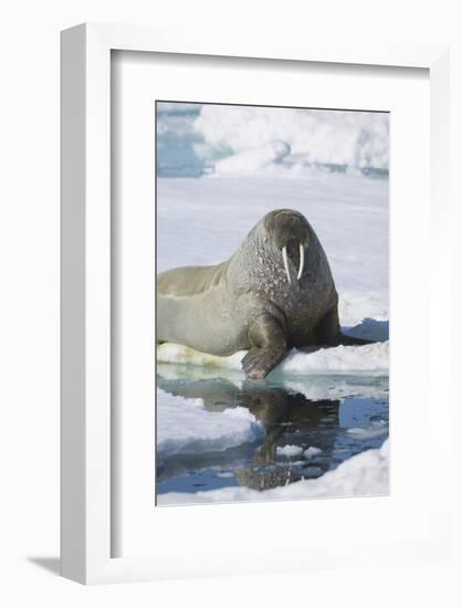 Walrus Testing the Water with a Flipper-DLILLC-Framed Photographic Print