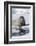 Walrus Testing the Water with a Flipper-DLILLC-Framed Photographic Print