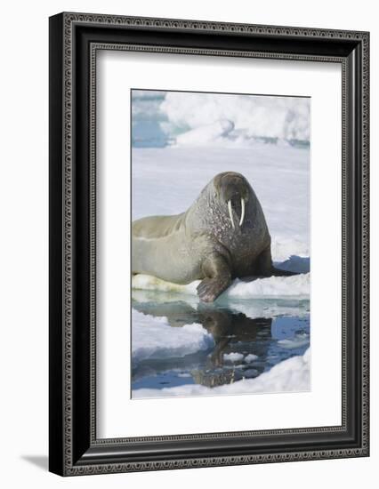 Walrus Testing the Water with a Flipper-DLILLC-Framed Photographic Print