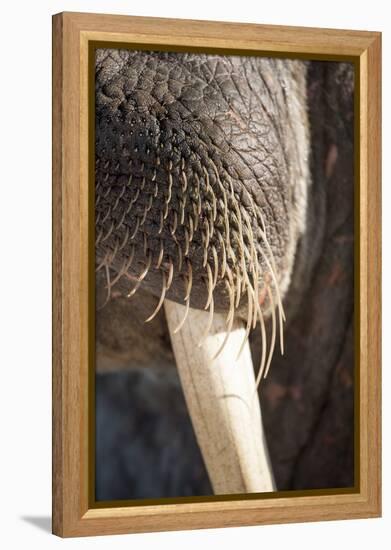 Walrus Whiskers and Tusk, Hudson Bay, Nunavut, Canada-Paul Souders-Framed Premier Image Canvas