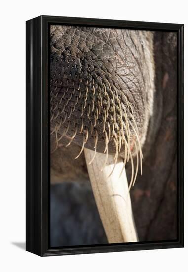 Walrus Whiskers and Tusk, Hudson Bay, Nunavut, Canada-Paul Souders-Framed Premier Image Canvas