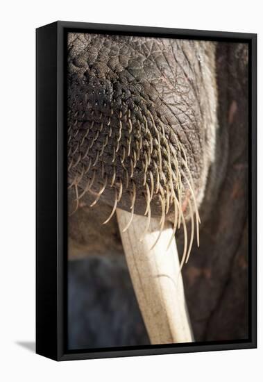 Walrus Whiskers and Tusk, Hudson Bay, Nunavut, Canada-Paul Souders-Framed Premier Image Canvas