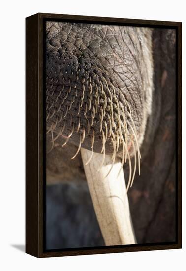Walrus Whiskers and Tusk, Hudson Bay, Nunavut, Canada-Paul Souders-Framed Premier Image Canvas
