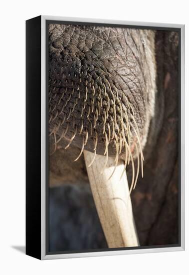 Walrus Whiskers and Tusk, Hudson Bay, Nunavut, Canada-Paul Souders-Framed Premier Image Canvas