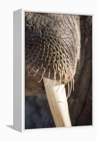 Walrus Whiskers and Tusk, Hudson Bay, Nunavut, Canada-Paul Souders-Framed Premier Image Canvas