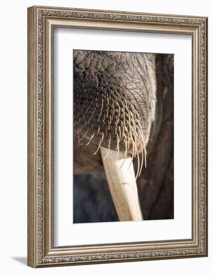 Walrus Whiskers and Tusk, Hudson Bay, Nunavut, Canada-Paul Souders-Framed Photographic Print