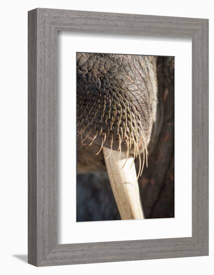 Walrus Whiskers and Tusk, Hudson Bay, Nunavut, Canada-Paul Souders-Framed Photographic Print