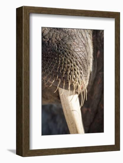 Walrus Whiskers and Tusk, Hudson Bay, Nunavut, Canada-Paul Souders-Framed Photographic Print