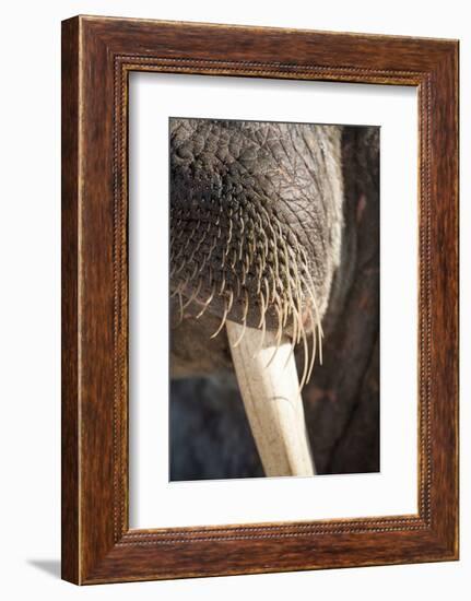 Walrus Whiskers and Tusk, Hudson Bay, Nunavut, Canada-Paul Souders-Framed Photographic Print