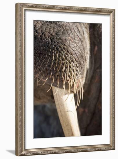 Walrus Whiskers and Tusk, Hudson Bay, Nunavut, Canada-Paul Souders-Framed Photographic Print