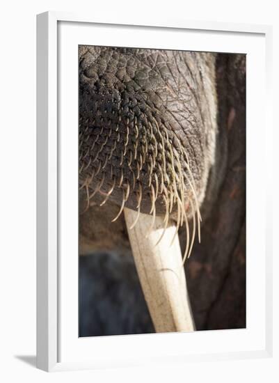 Walrus Whiskers and Tusk, Hudson Bay, Nunavut, Canada-Paul Souders-Framed Photographic Print