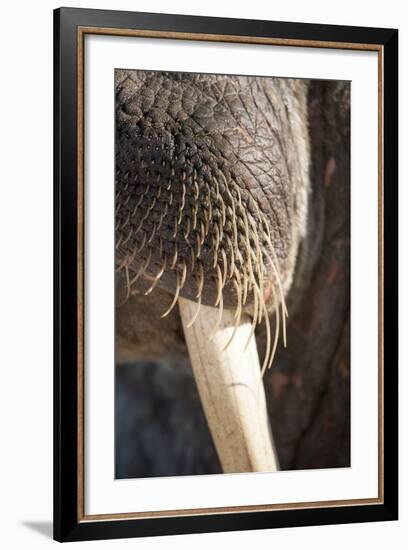 Walrus Whiskers and Tusk, Hudson Bay, Nunavut, Canada-Paul Souders-Framed Photographic Print