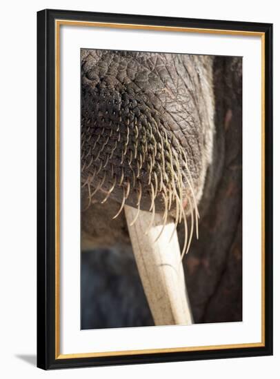 Walrus Whiskers and Tusk, Hudson Bay, Nunavut, Canada-Paul Souders-Framed Photographic Print