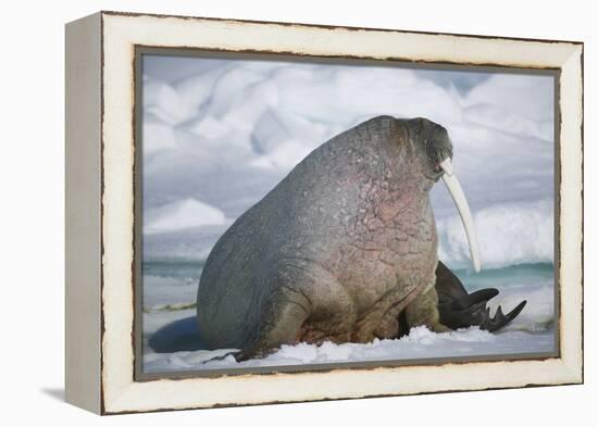 Walrus with a Broken Tusk-DLILLC-Framed Premier Image Canvas