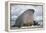 Walrus with a Broken Tusk-DLILLC-Framed Premier Image Canvas