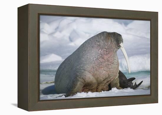 Walrus with a Broken Tusk-DLILLC-Framed Premier Image Canvas