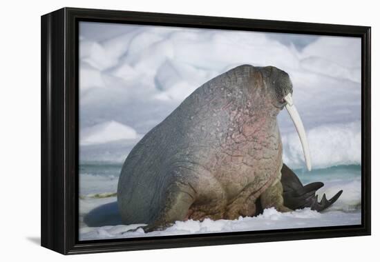 Walrus with a Broken Tusk-DLILLC-Framed Premier Image Canvas