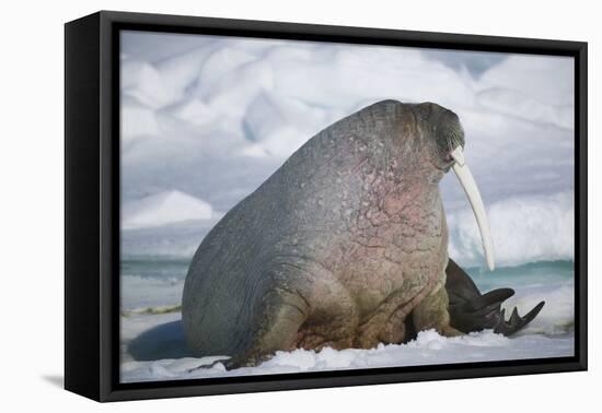 Walrus with a Broken Tusk-DLILLC-Framed Premier Image Canvas