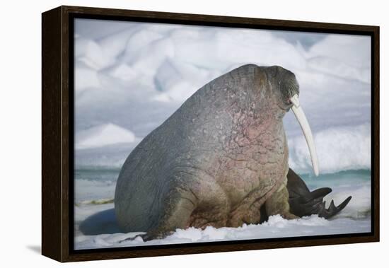 Walrus with a Broken Tusk-DLILLC-Framed Premier Image Canvas