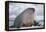 Walrus with a Broken Tusk-DLILLC-Framed Premier Image Canvas