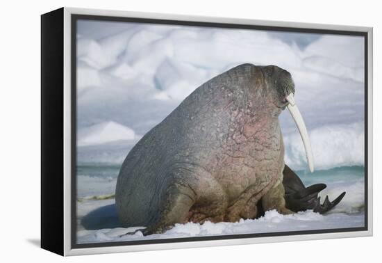 Walrus with a Broken Tusk-DLILLC-Framed Premier Image Canvas