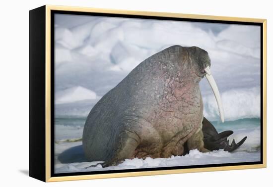 Walrus with a Broken Tusk-DLILLC-Framed Premier Image Canvas