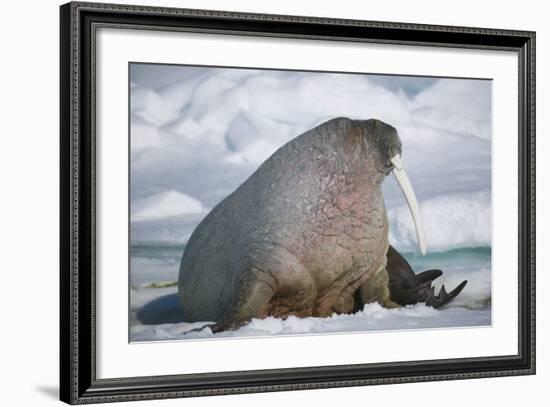 Walrus with a Broken Tusk-DLILLC-Framed Photographic Print