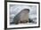 Walrus with a Broken Tusk-DLILLC-Framed Photographic Print