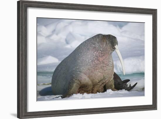 Walrus with a Broken Tusk-DLILLC-Framed Photographic Print