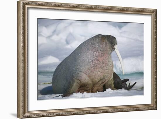 Walrus with a Broken Tusk-DLILLC-Framed Photographic Print