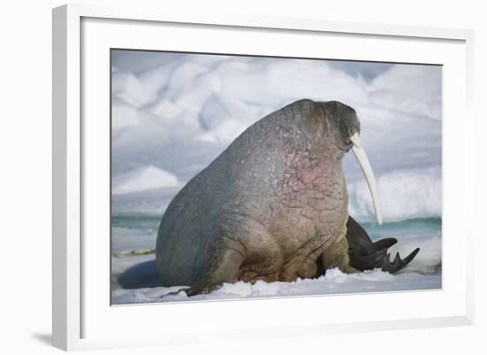 Walrus with a Broken Tusk-DLILLC-Framed Photographic Print