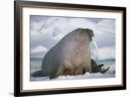 Walrus with a Broken Tusk-DLILLC-Framed Photographic Print