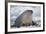 Walrus with a Broken Tusk-DLILLC-Framed Photographic Print