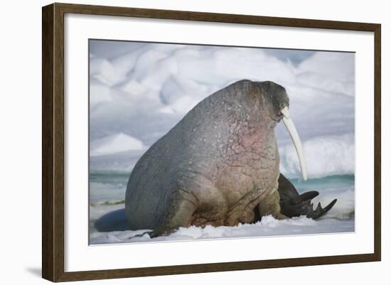 Walrus with a Broken Tusk-DLILLC-Framed Photographic Print