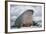 Walrus with a Broken Tusk-DLILLC-Framed Photographic Print