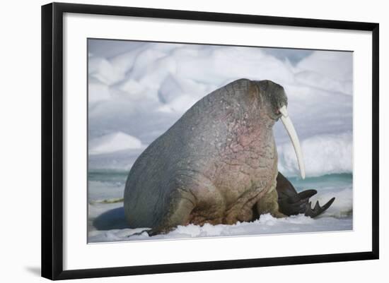 Walrus with a Broken Tusk-DLILLC-Framed Photographic Print