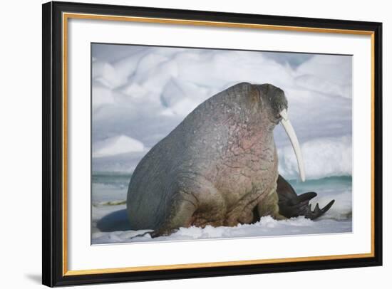 Walrus with a Broken Tusk-DLILLC-Framed Photographic Print