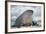 Walrus with a Broken Tusk-DLILLC-Framed Photographic Print