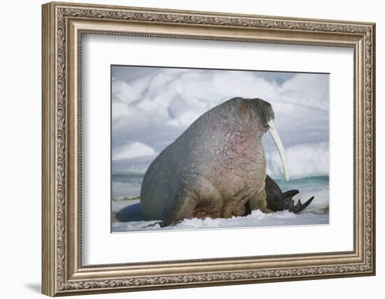 Walrus with a Broken Tusk-DLILLC-Framed Photographic Print