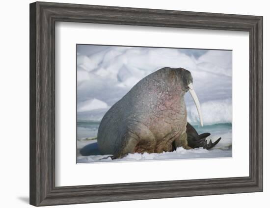 Walrus with a Broken Tusk-DLILLC-Framed Photographic Print