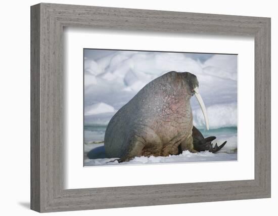 Walrus with a Broken Tusk-DLILLC-Framed Photographic Print