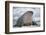 Walrus with a Broken Tusk-DLILLC-Framed Photographic Print