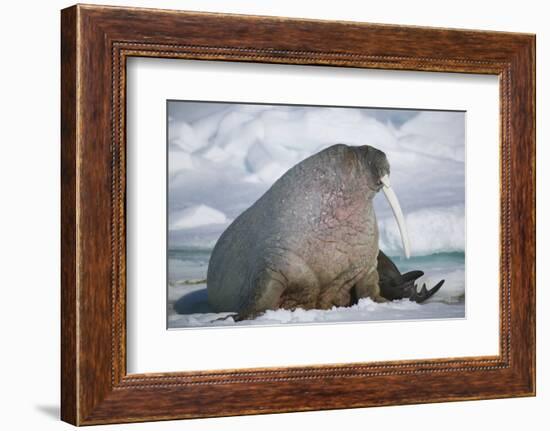 Walrus with a Broken Tusk-DLILLC-Framed Photographic Print