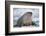 Walrus with a Broken Tusk-DLILLC-Framed Photographic Print