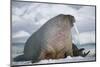 Walrus with a Broken Tusk-DLILLC-Mounted Photographic Print