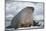 Walrus with a Broken Tusk-DLILLC-Mounted Photographic Print