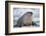 Walrus with a Broken Tusk-DLILLC-Framed Photographic Print