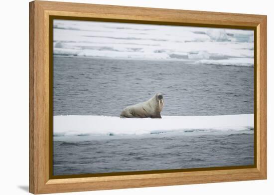 Walrus-DLILLC-Framed Premier Image Canvas