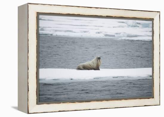 Walrus-DLILLC-Framed Premier Image Canvas