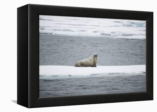 Walrus-DLILLC-Framed Premier Image Canvas